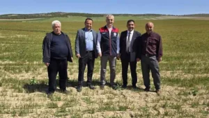 Keskin’de zirai don için incelemeler yapıldı