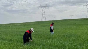 Buğday tarlalarında süne mücadelesi