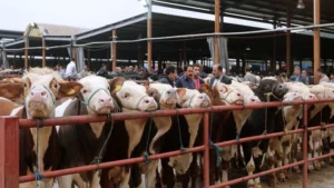 Hayvan pazarları yeniden açıldı