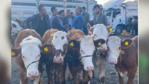 Kırıkkale’de hayvan pazarına sıkı denetim