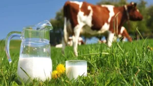 933 bin 234 ton inek sütü toplandı