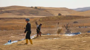 Sulakyurt’ta sular çekildi, hasat başladı