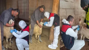 Kırıkkale’de koyun-keçi vebası (PPR) alarmı