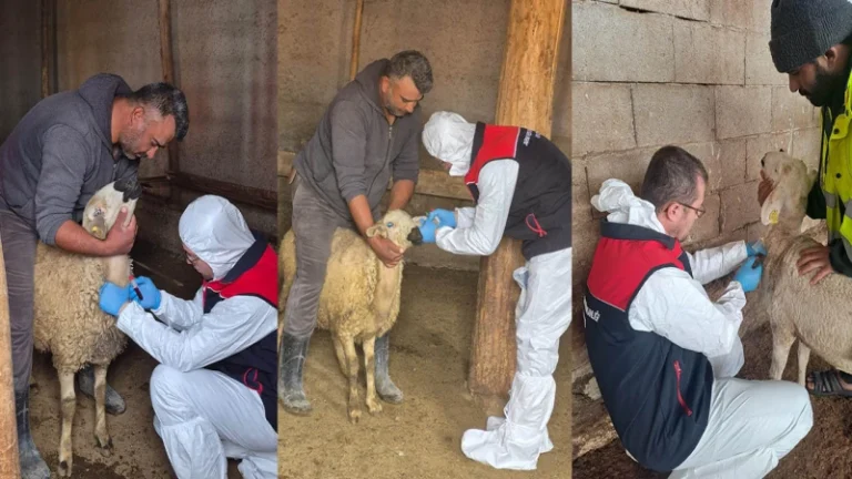 Kırıkkale’de koyun-keçi vebası (PPR) alarmı