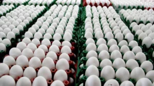 1,86 milyar adet tavuk yumurtası üretildi