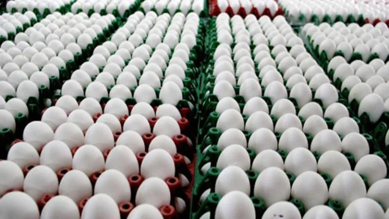 1,86 milyar adet tavuk yumurtası üretildi