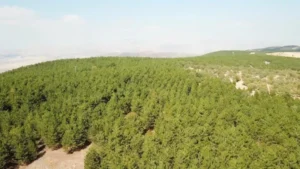 Kırıkkale’de doğadaki büyük tehlike! Canınızdan olabilirsiniz