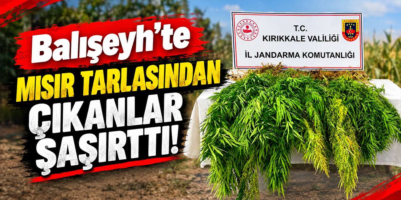 baliseyh’te-misir-tarlasindan-cikanlar-soke-etti!