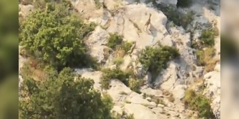 Kazankaya Kanyonu’nda yaban keçileri doğal yaşam alanlarında görüntülendi