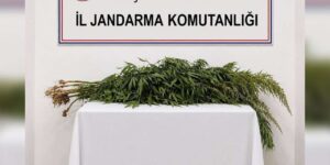 İkametlerde yapılan aramalarda 30 kök uyuşturucu ele geçirildi