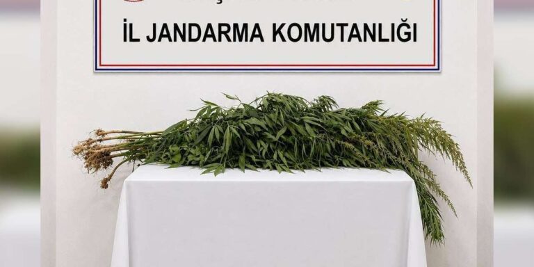 İkametlerde yapılan aramalarda 30 kök uyuşturucu ele geçirildi