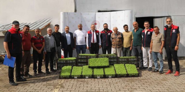 Üreticilere 69 bin marul fidesi desteği: Kıvırcık marul fidesi teslim edildi