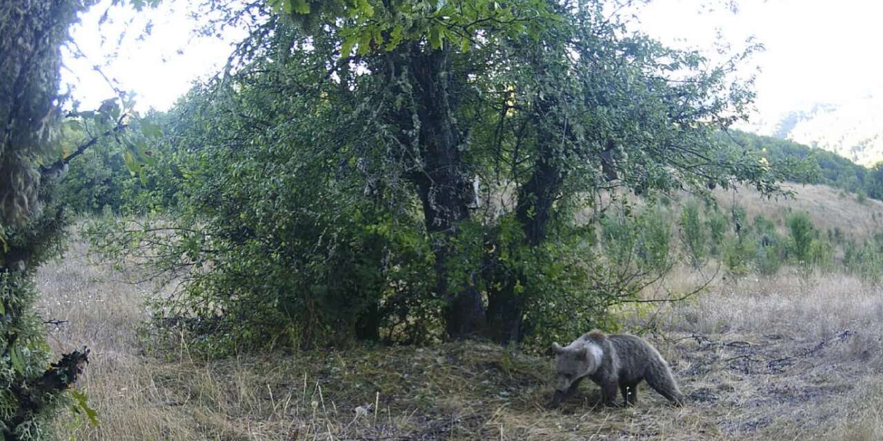 armut-agacina-cikarak-karinlarini-doyuran-ayilar-kamerada