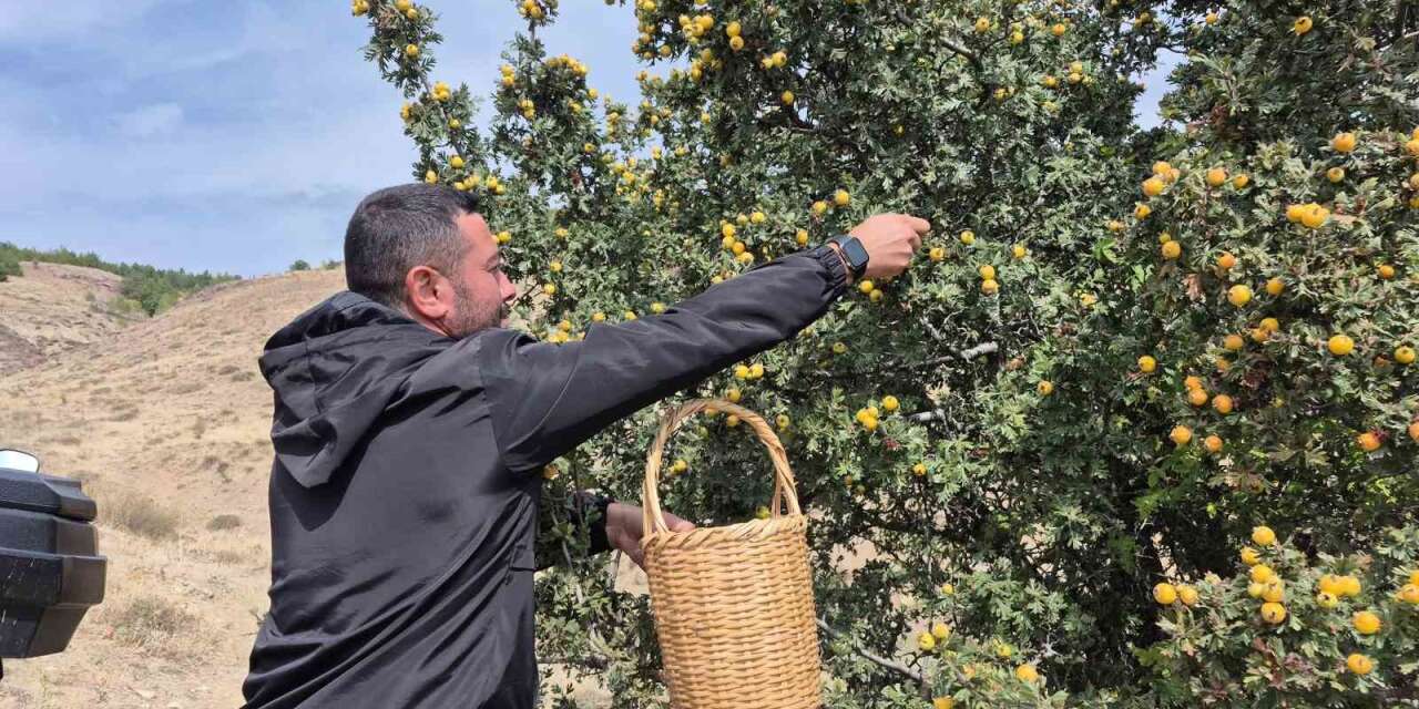 dogada-kendiliginden-yetisiyor-faydalari-saymakla-bitmiyor