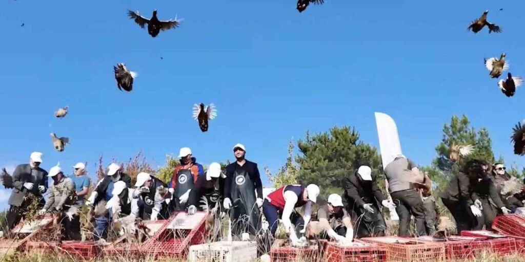 Doğaya 900 sülün salındı