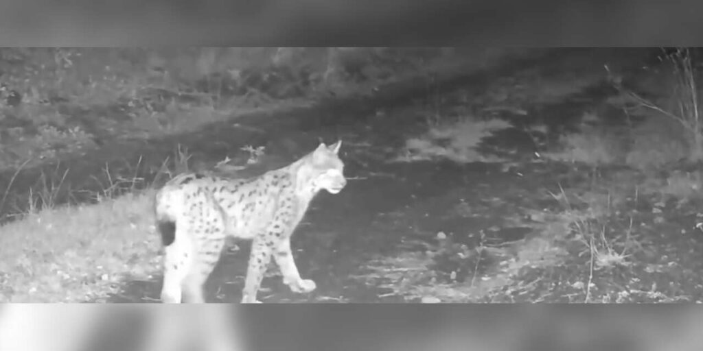 Çankırı’da nesli tehlike altında olan vaşak görüntülendi