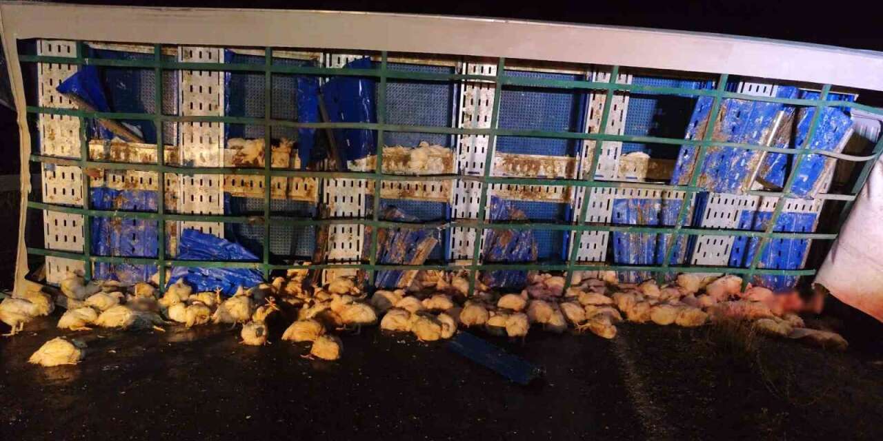 tavuk-yuklu-tir-devrildi,-cok-sayida-tavuk-telef-oldu