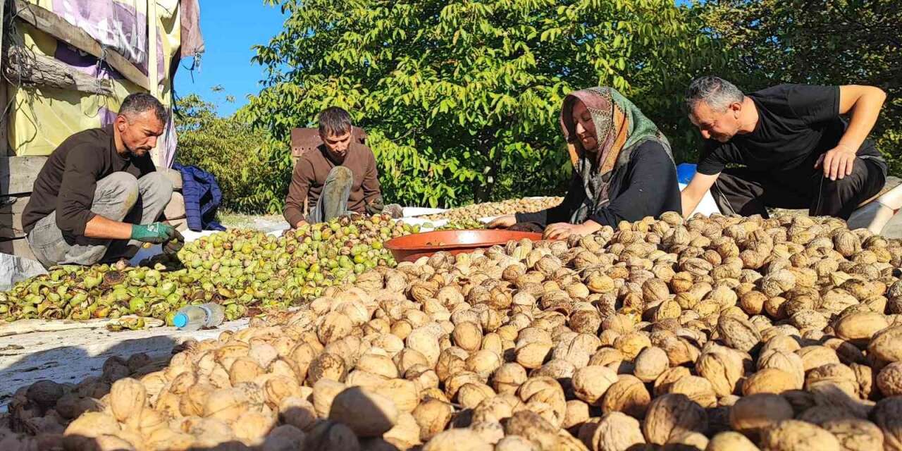 ceviz-hasadi-basladi:-uretici-verimden-memnun