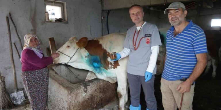 Yemek borusuna armut kaçan gebe inek, ameliyatla kurtarıldı