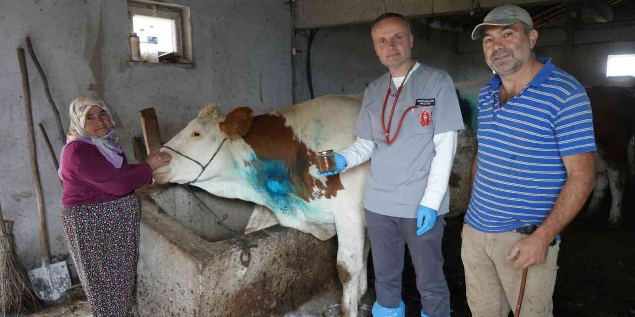 yemek-borusuna-armut-kacan-gebe-inek,-ameliyatla-kurtarildi