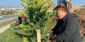Kentin dört bir yanında fidanlar toprakla buluşuyor