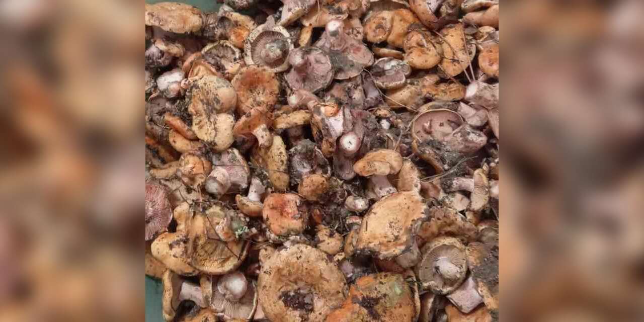 kanlica-mantari-hasadi-basladi
