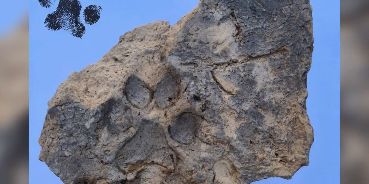 tavsanli-hoyuk’te-4-bin-yillik-pati-izi-bulundu